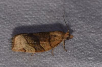 <i>Pandemis cerasana</i>