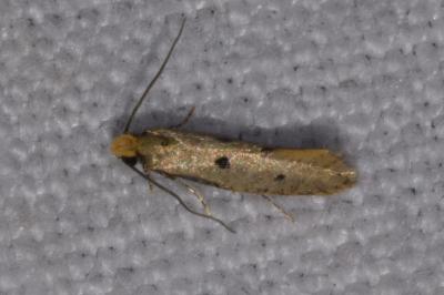 <i>Tinea trinotella</i>