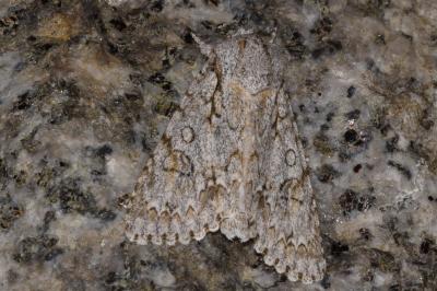 <i>Acronicta aceris</i>