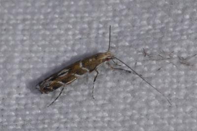 <i>Acrocercops brongniardella</i>