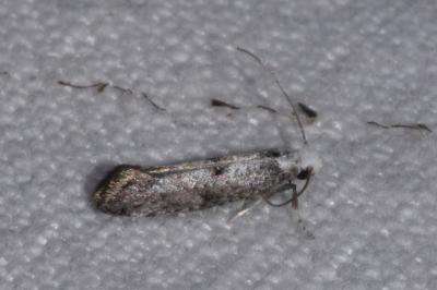 <i>Paraswammerdamia albicapitella</i>