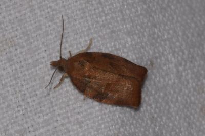 <i>Pandemis heparana</i>