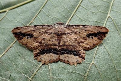 <i>Menophra abruptaria</i>