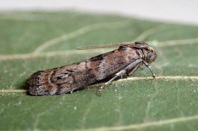 <i>Phycita roborella</i>