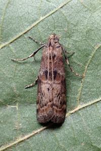 <i>Phycita roborella</i>