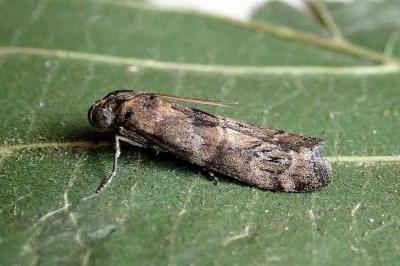 <i>Phycita roborella</i>