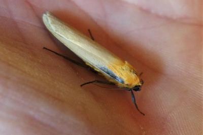 <i>Lithosia quadra</i>