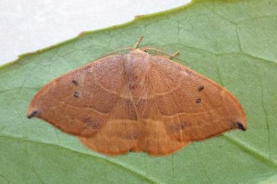 <i>Watsonalla uncinula</i>