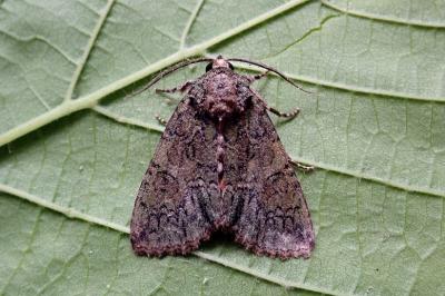 <i>Polyphaenis sericata</i>