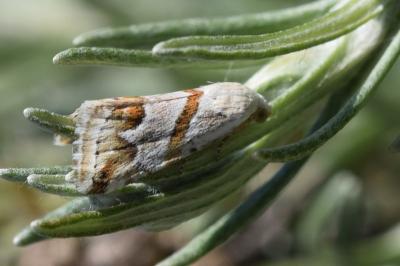 <i>Eublemma candidana</i>