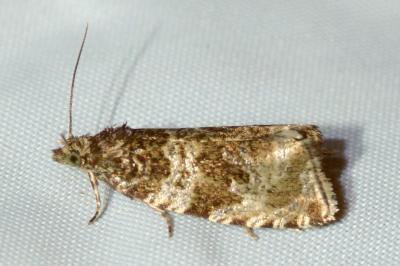 <i>Celypha cespitana</i>