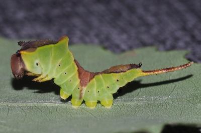 <i>Cerura erminea</i>