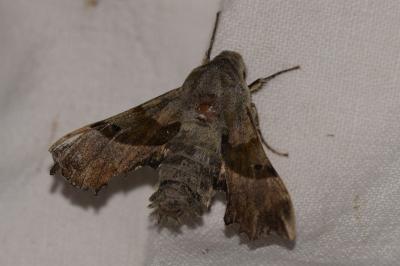 Proserpinus proserpina