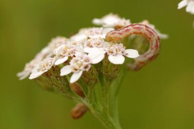 Eupithecia centaureata