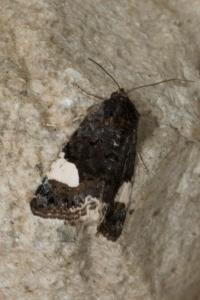 <i>Tyta luctuosa</i>