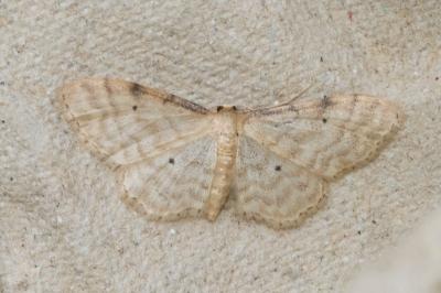 <i>Idaea fuscovenosa</i>