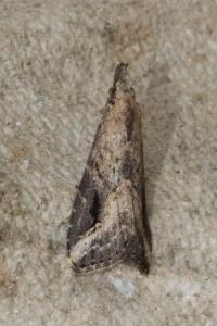 <i>Schrankia costaestrigalis</i>
