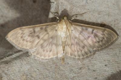 <i>Patania ruralis</i>