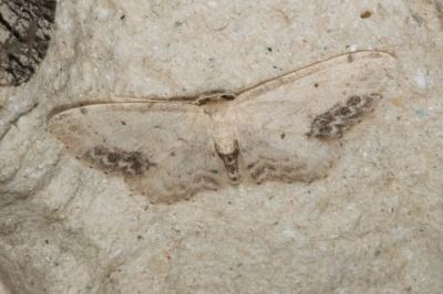 <i>Idaea dimidiata</i>