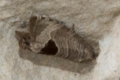 <i>Notocelia uddmanniana</i>