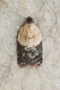 <i>Acleris variegana</i>