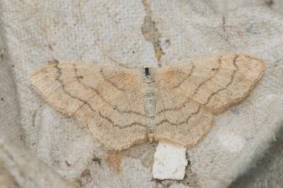 <i>Idaea aversata</i>