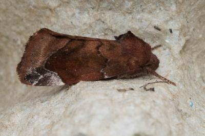 <i>Cosmia pyralina</i>