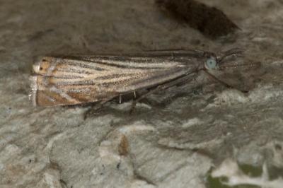 <i>Chrysoteuchia culmella</i>