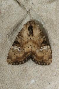 <i>Apamea scolopacina</i>