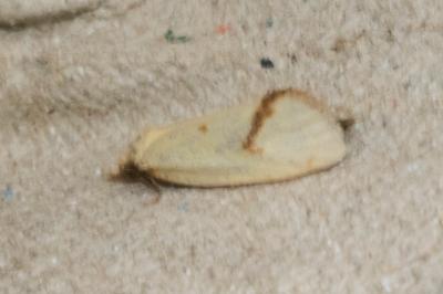 <i>Agapeta hamana</i>