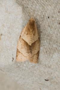 <i>Clepsis rurinana</i>