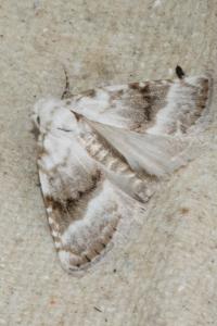 <i>Meganola albula</i>