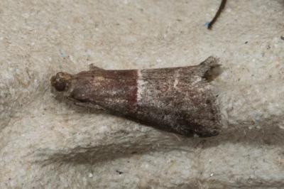 <i>Acrobasis marmorea</i>