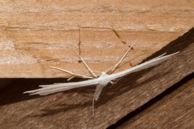 <i>Pterophorus pentadactylus</i>