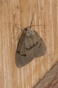 <i>Apaidia mesogona</i>