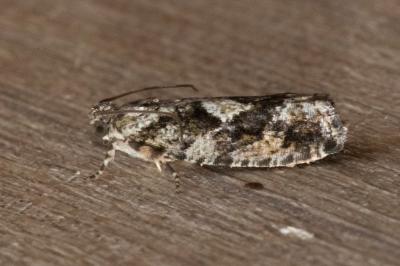 <i>Zeiraphera isertana</i>