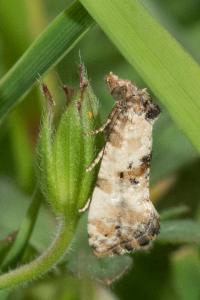 <i>Cochylis molliculana</i>