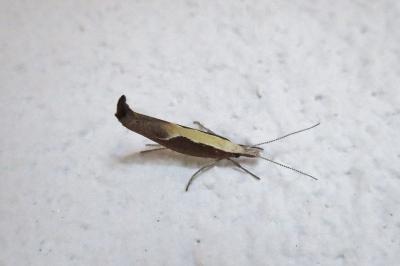 <i>Ypsolopha dentella</i>