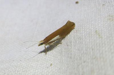 <i>Ypsolopha parenthesella</i>