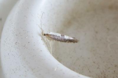 <i>Argyresthia</i>