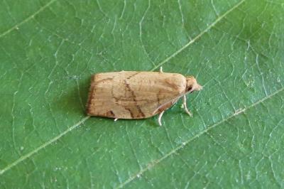 <i>Pandemis cerasana</i>
