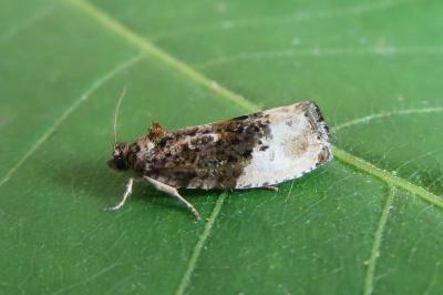 <i>Hedya nubiferana</i>