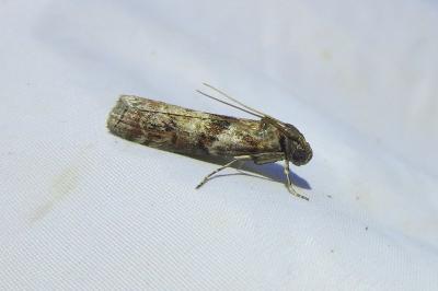 <i>Phycita roborella</i>