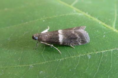 <i>Elegia similella</i>