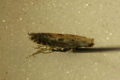 Parornix finitimella
