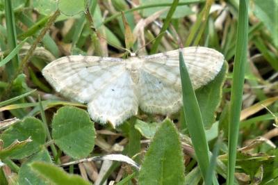 Idaea fuscovenosa