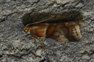 Acrobasis repandana