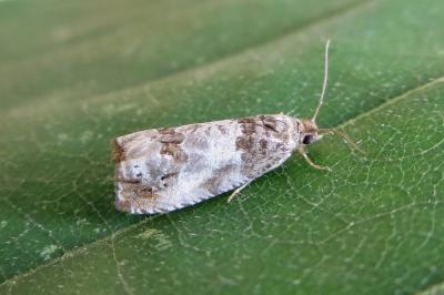 Notocelia rosaecolana