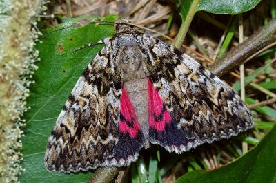 <i>Catocala promissa</i>
