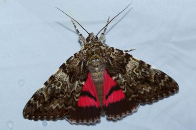 <i>Catocala promissa</i>